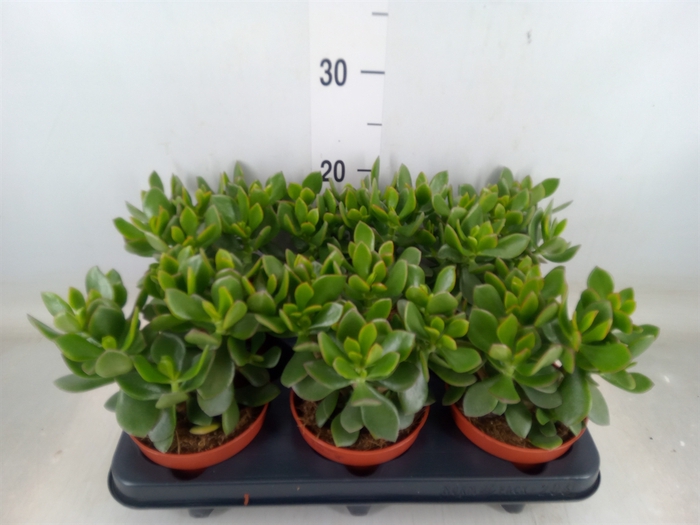<h4>Crassula  'Magical Tree'</h4>
