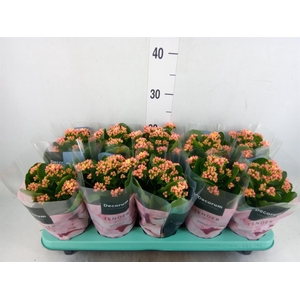 Kalanchoe blos. 'Serenity Apricot'