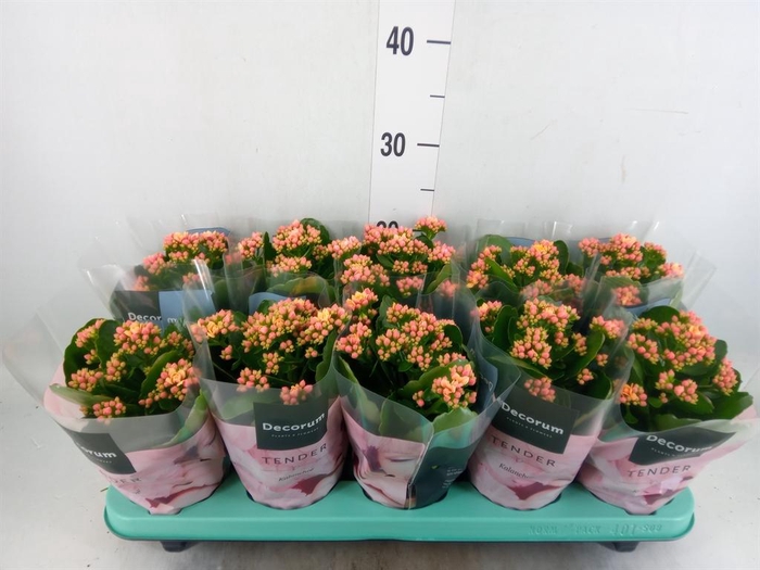 <h4>Kalanchoe blos. 'Serenity Apricot'</h4>