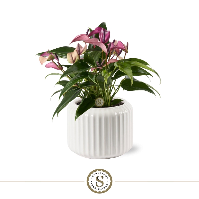 <h4>Bologna Keramiek White - Zizou</h4>