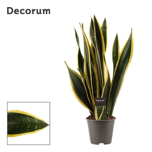 Sansevieria Black Gold 14 cm (Decorum)