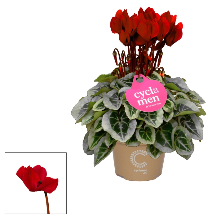 <h4>Cyclamen Wine Red P11</h4>