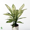 Dieffenbachia Vesuvius 19Ø 55cm