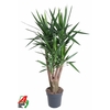 Yucca