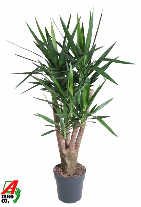 Yucca