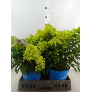 Hydrangea pan. 'Panama'