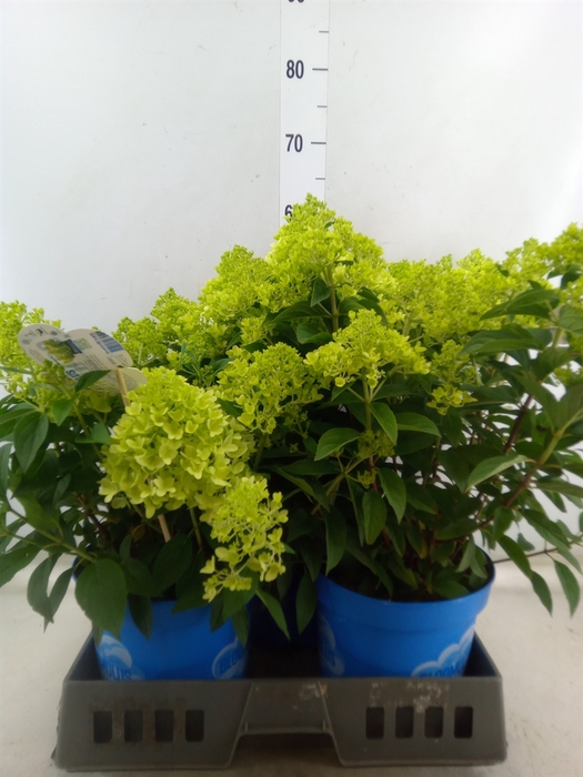 <h4>Hydrangea pan. 'Panama'</h4>