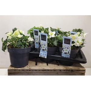 arr8 Hell Ni Chr Carol