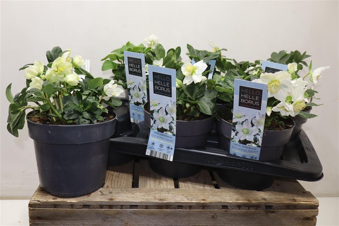 <h4>arr8 Hell Ni Chr Carol</h4>