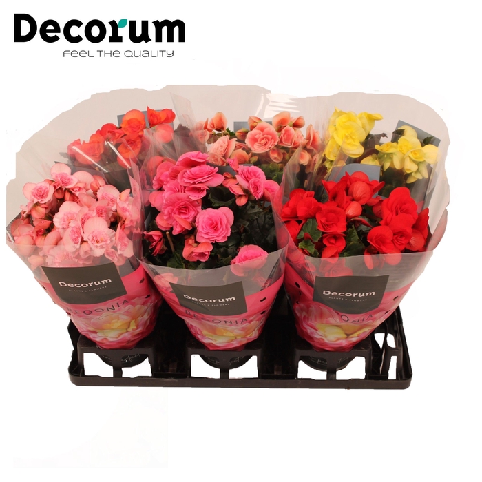 <h4>Begonia 14 Mix in Floratino</h4>