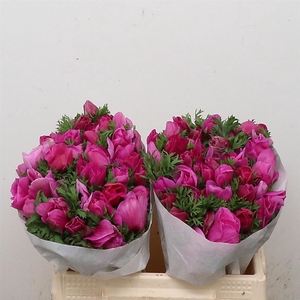 Anem Mistral Cerise Extra