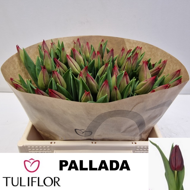 <h4>TU EN PALLADA</h4>