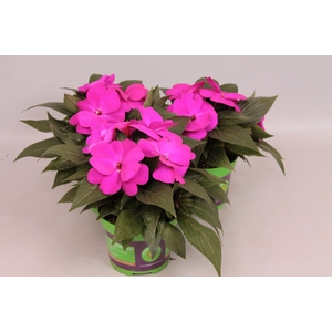 Impatiens N.G.ClockWork Purple