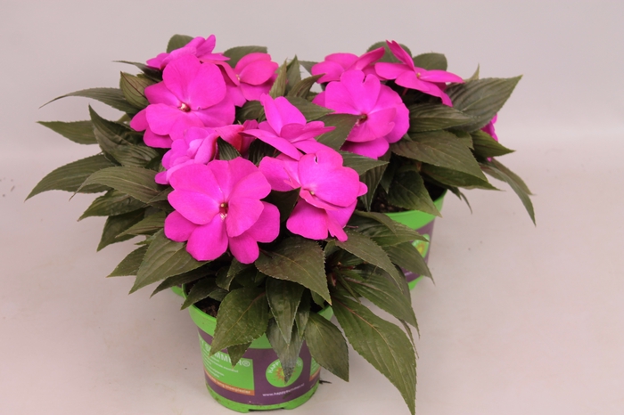 Impatiens N.G.ClockWork Purple