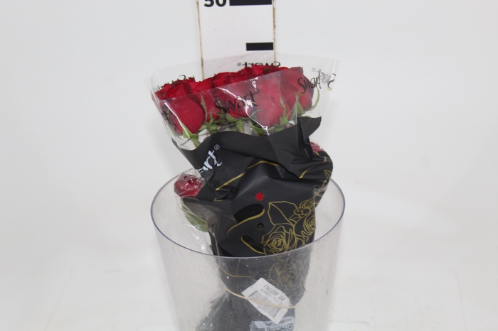 <h4>ROSA FREEDOM 040 CM ESTUFA</h4>
