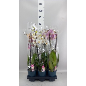 Phalaenopsis   ...mix