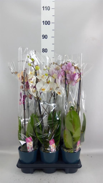 <h4>Phalaenopsis   ...mix</h4>