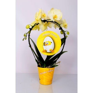 Wonder Spiegelboog Yellow