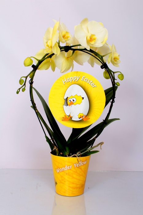 <h4>Wonder Spiegelboog Yellow</h4>