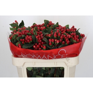 HYP TRUE ROMANCE