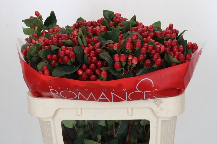 <h4>HYP TRUE ROMANCE</h4>