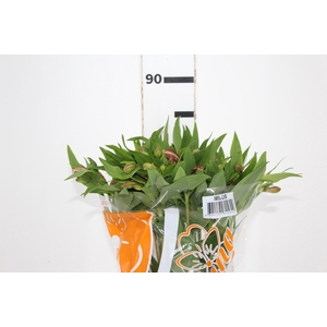 ALSTROEMERIA MILOS 080 CM