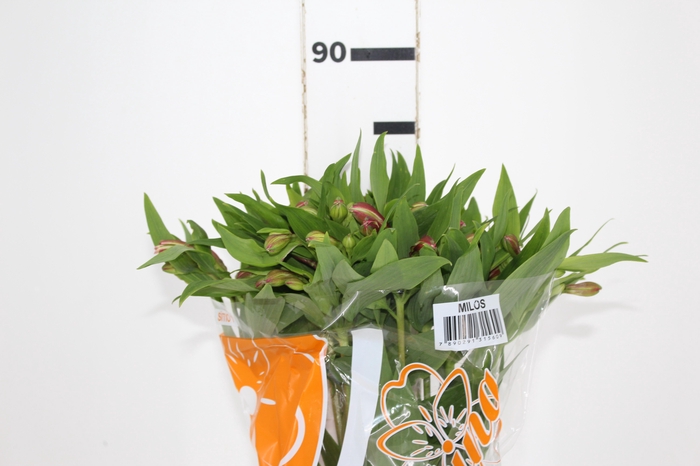 <h4>ALSTROEMERIA MILOS 080 CM</h4>