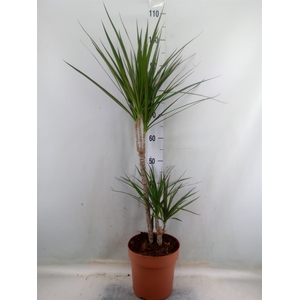 Dracaena marg.