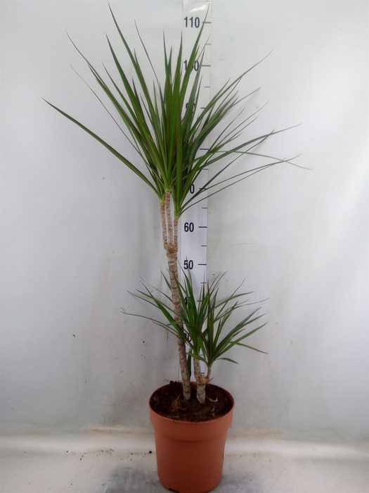 <h4>Dracaena marg.</h4>