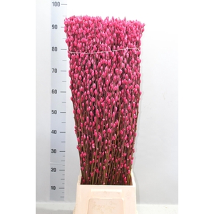 SALIX  SN FLA KLB H%
