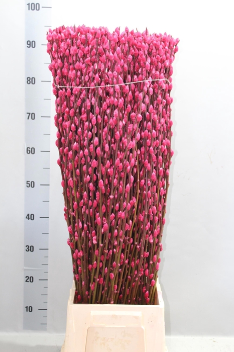 <h4>SALIX  SN FLA KLB H%</h4>