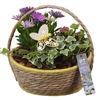 Arrangementen Perkplanten mand PTPP6942 Hedera, Kalanchoe, Osteospermum