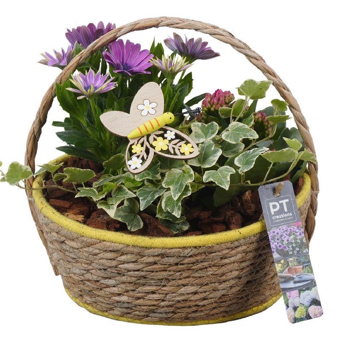 Arrangementen Perkplanten mand PTPP6942 Hedera, Kalanchoe, Osteospermum