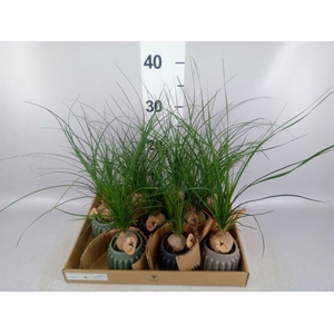 Beaucarnea recurvata