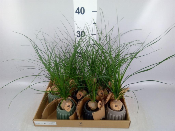 <h4>Beaucarnea recurvata</h4>