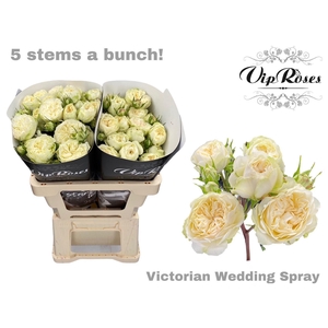 R TR VICTOR WEDDING+
