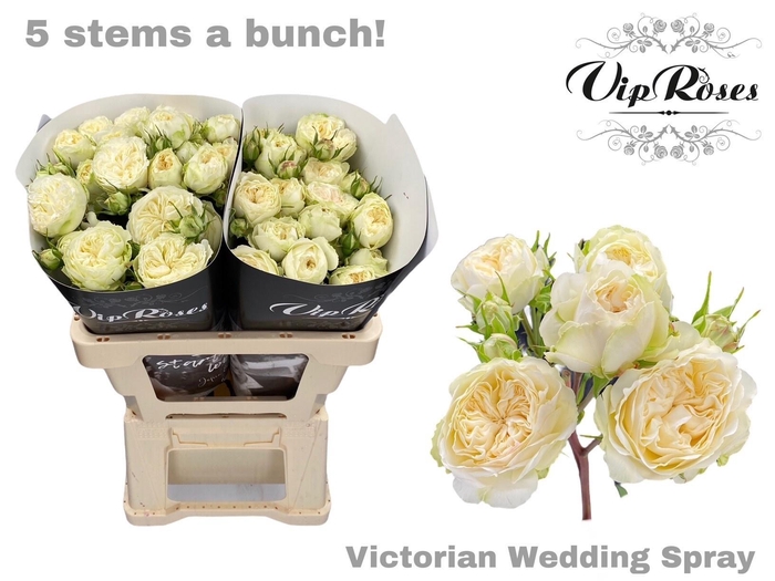 <h4>R TR VICTOR WEDDING+</h4>