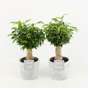 Ficus Benjamina Natasja in Stone Look Pot