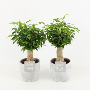 Ficus Benjamina Natasja in Stone Look Pot