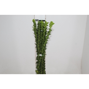 FOLHAGEM PORTUGUESA 070 CM