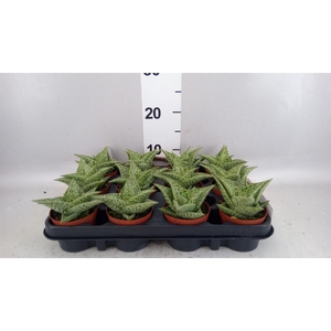 Aloe variegata