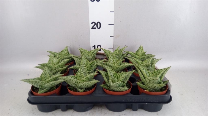 <h4>Aloe variegata</h4>