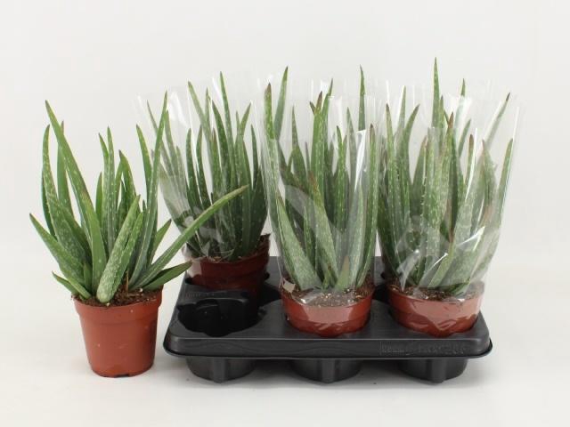 <h4>ALOE VERA</h4>