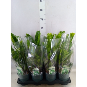 Zamioculcas zamiifolia