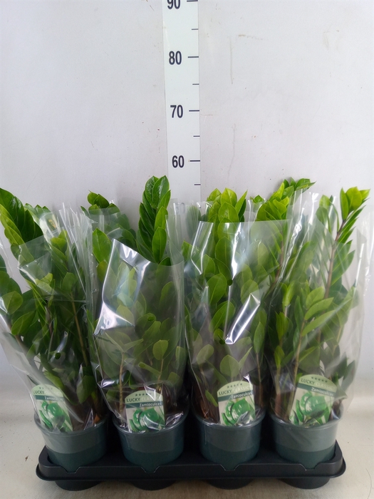 <h4>Zamioculcas zamiifolia</h4>