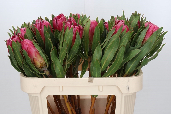 <h4>Protea Brenda</h4>