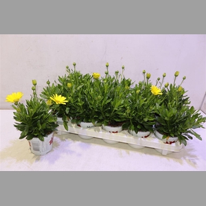 Osteo Fp Yellow