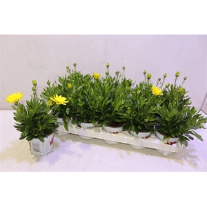 Osteo Fp Yellow
