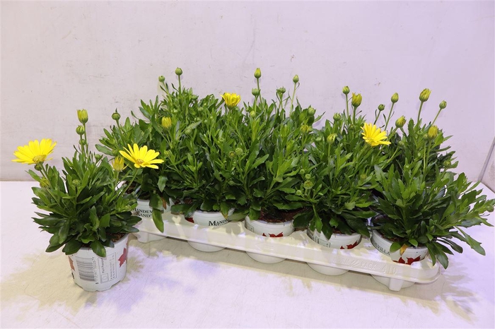 <h4>Osteo Fp Yellow</h4>