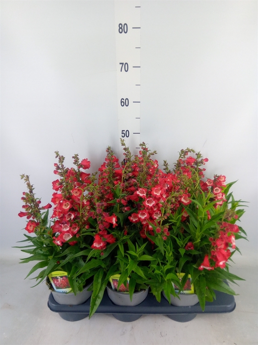 <h4>Penstemon har. 'Tubular Bells Red'</h4>